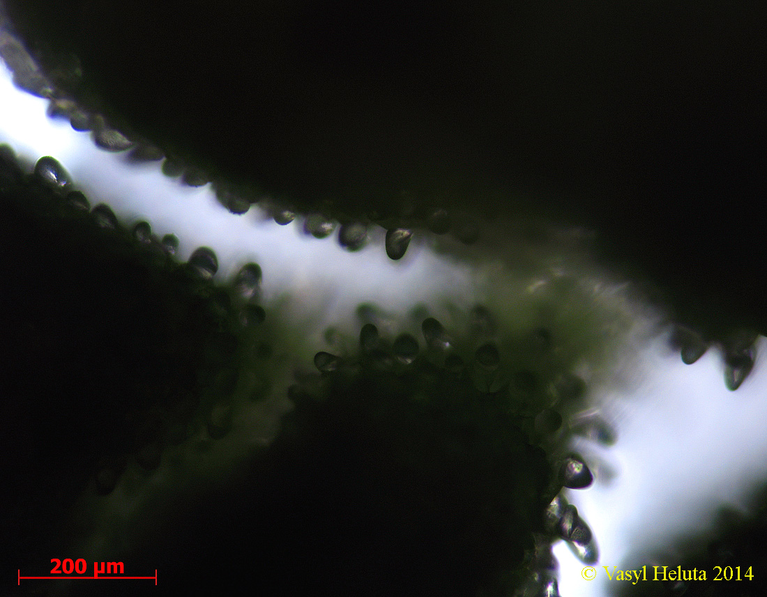 Изображение особи Azolla caroliniana.