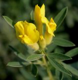 Chamaecytisus supinus. Верхушка побега с соцветием. Германия, г. Дюссельдорф, Ботанический сад университета. 05.09.2014.