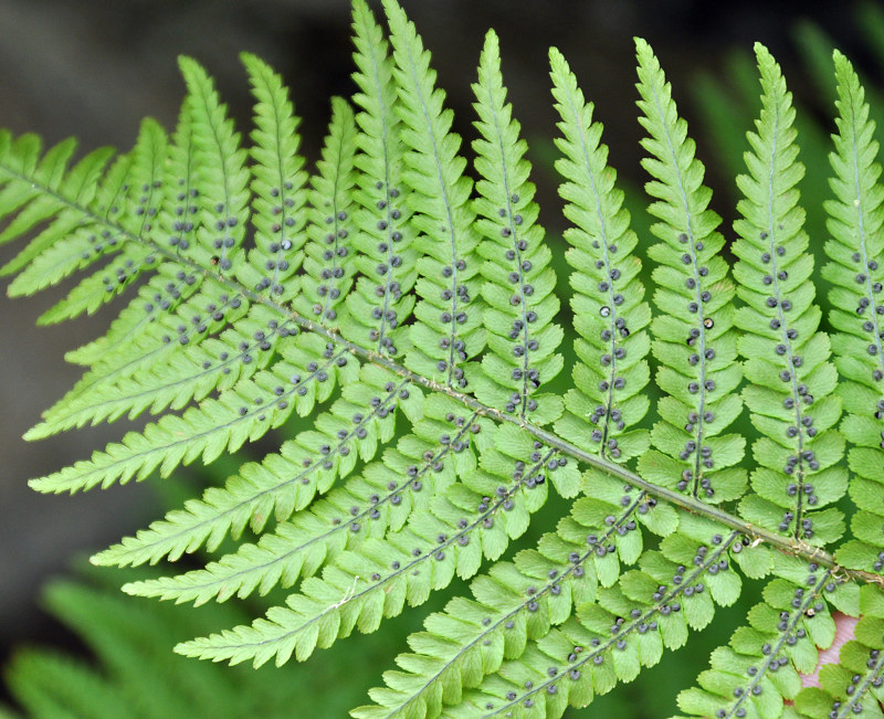 Image of Dryopteris filix-mas specimen.