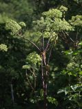 Archangelica officinalis. Верхушка цветущего растения. Белгородская обл., окр. пос. Борисовка, \"Лес на Ворскле\", пойменный луг. 29.06.2009.