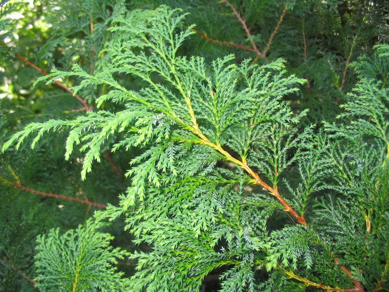 Image of Chamaecyparis pisifera specimen.