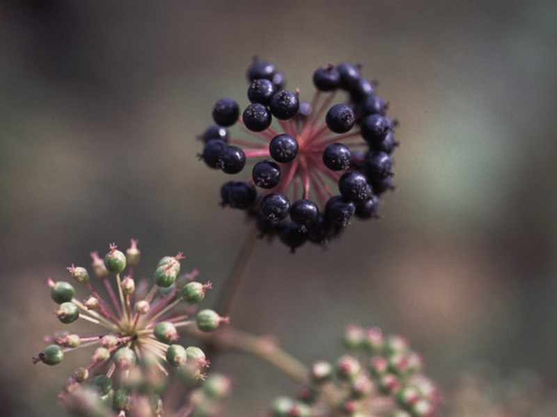 Image of Aralia elata specimen.