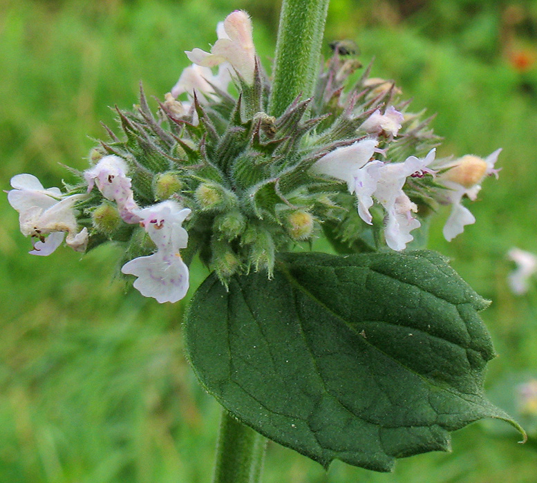 Image of Nepeta cataria specimen.