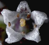 Cuscuta japonica