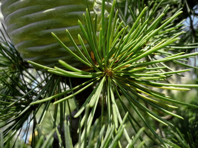 Image of Cedrus deodara specimen.