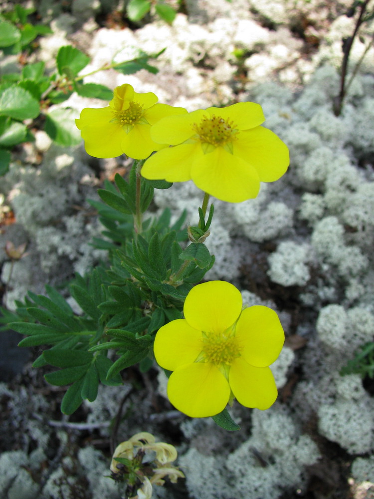 Image of Dasiphora fruticosa specimen.