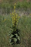 Verbascum lychnitis. Цветущее растение в заросшем карьере. Белгородская обл., пос. Борисовка. 01.07.2009.