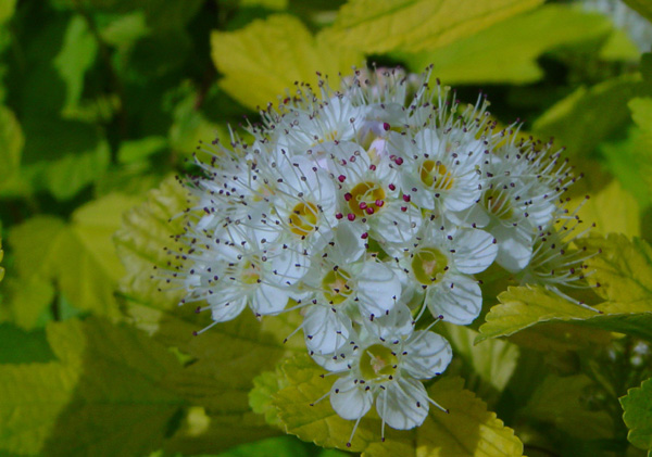 Image of Physocarpus opulifolius specimen.