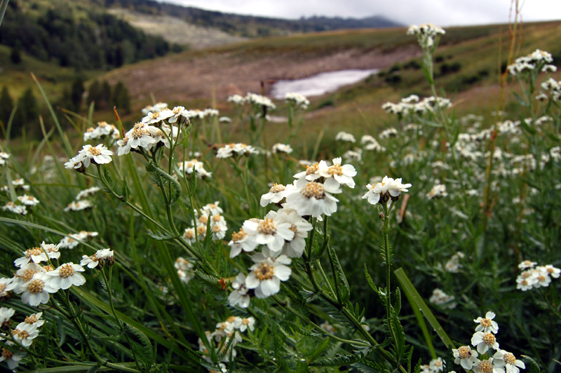 Изображение особи Achillea ledebourii.