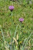 Allium lipskyanum