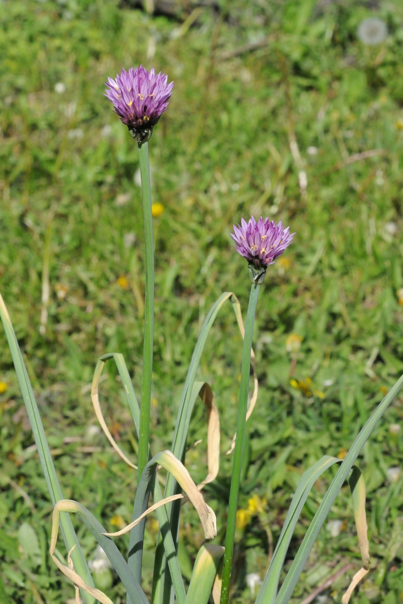 Изображение особи Allium lipskyanum.