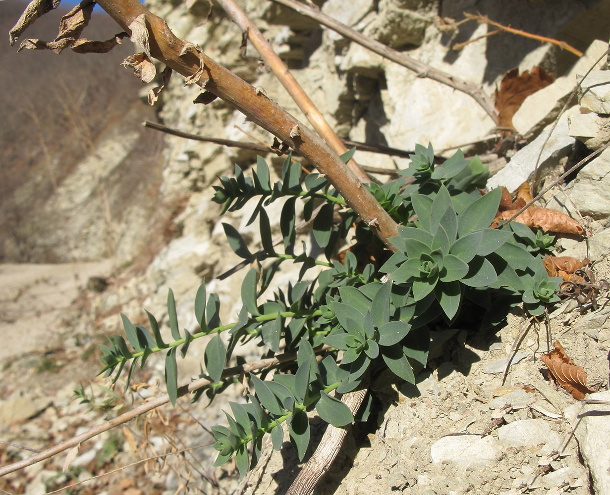 Изображение особи Linaria genistifolia.