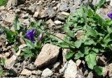 Campanula woronowii