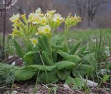 Primula macrocalyx Bunge × Primula vulgaris