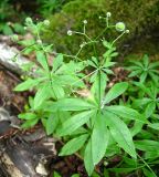 Galium odoratum