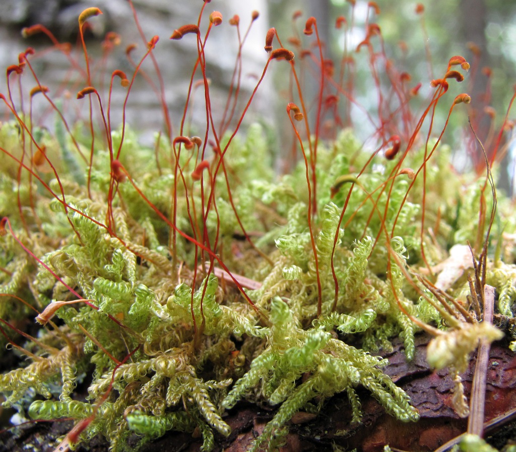 Image of Sanionia uncinata specimen.