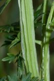 Selinum carvifolia