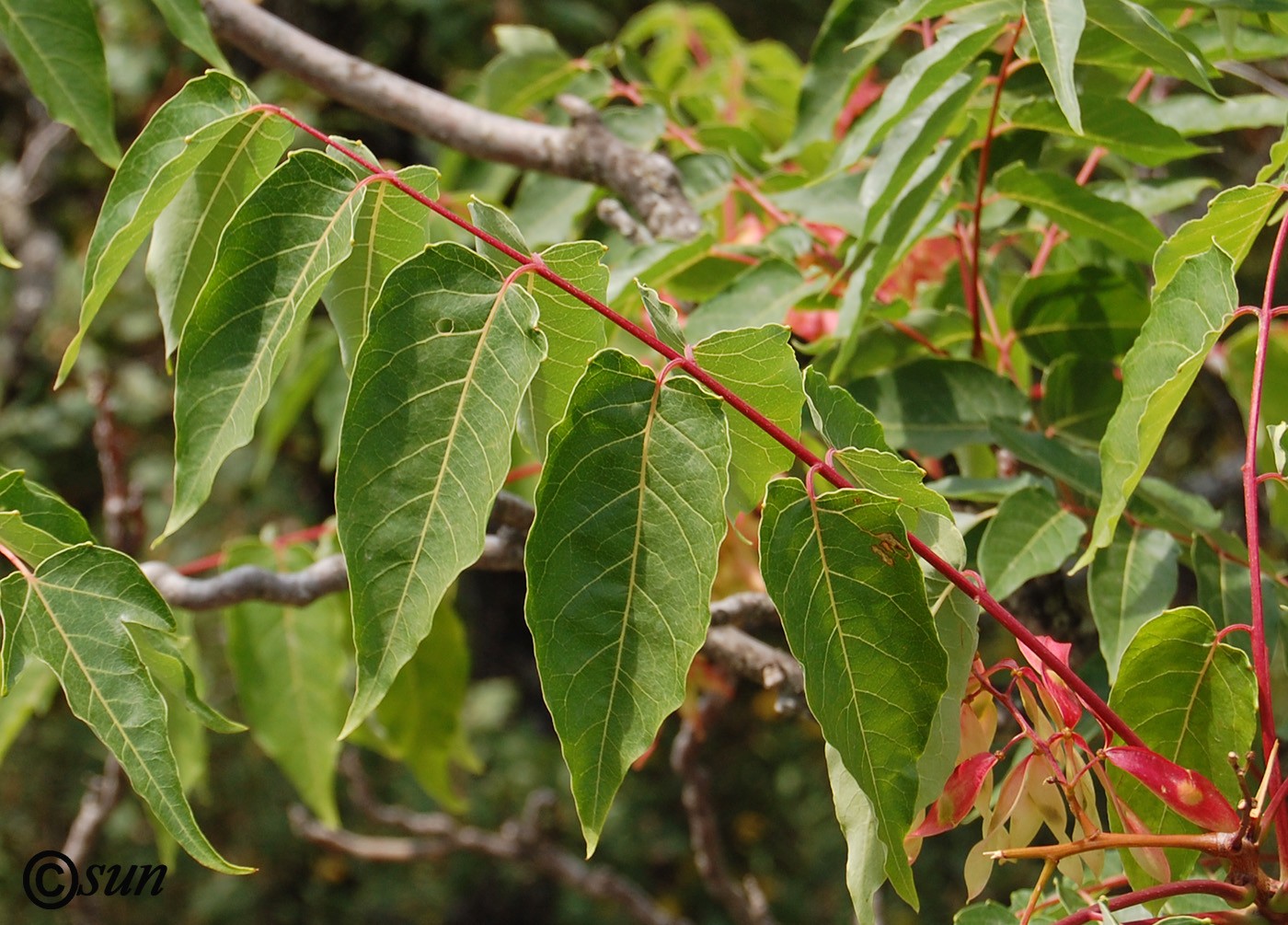 Image of Ailanthus altissima specimen.