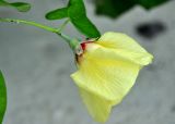 Hibiscus tiliaceus