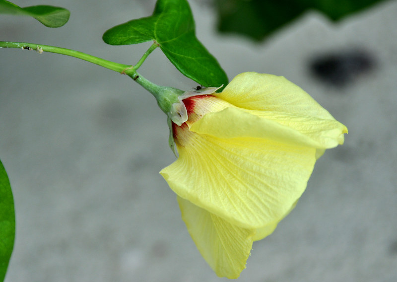 Изображение особи Hibiscus tiliaceus.