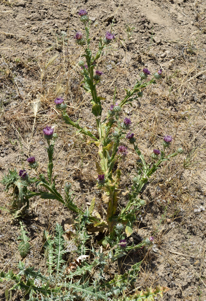 Изображение особи Cousinia microcarpa.