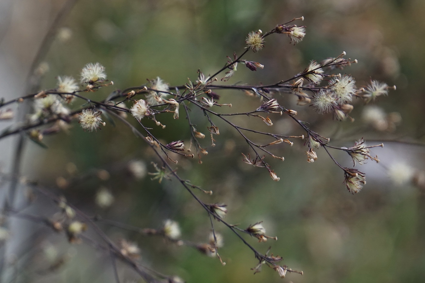 Image of Symphyotrichum subulatum var. squamatum specimen.