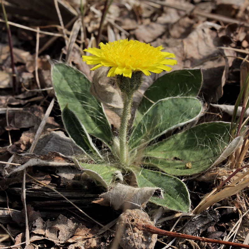 Image of Pilosella officinarum specimen.