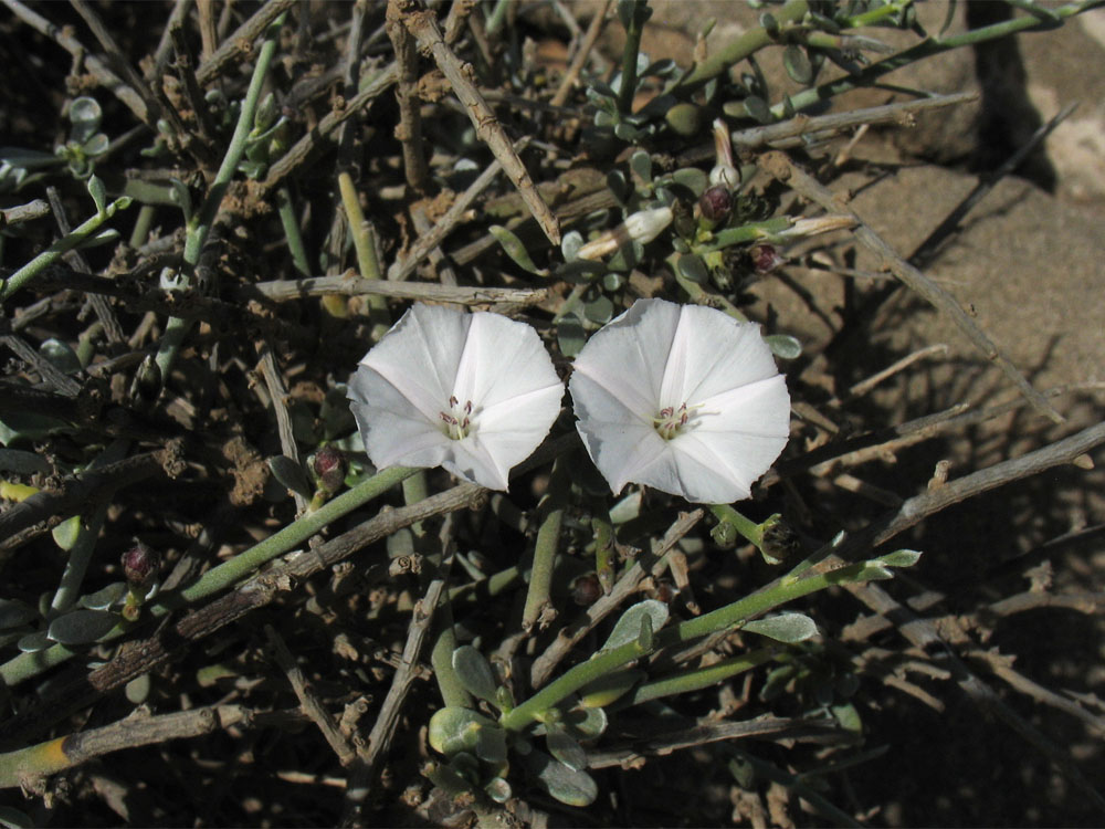 Image of Convolvulus caput-medusae specimen.