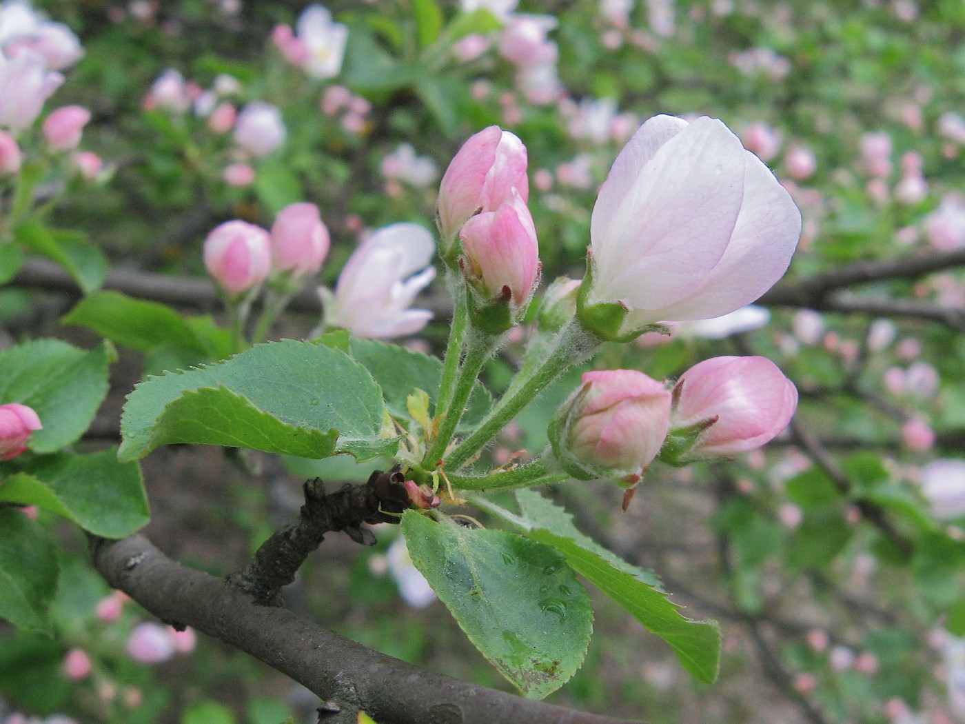 Изображение особи Malus domestica.