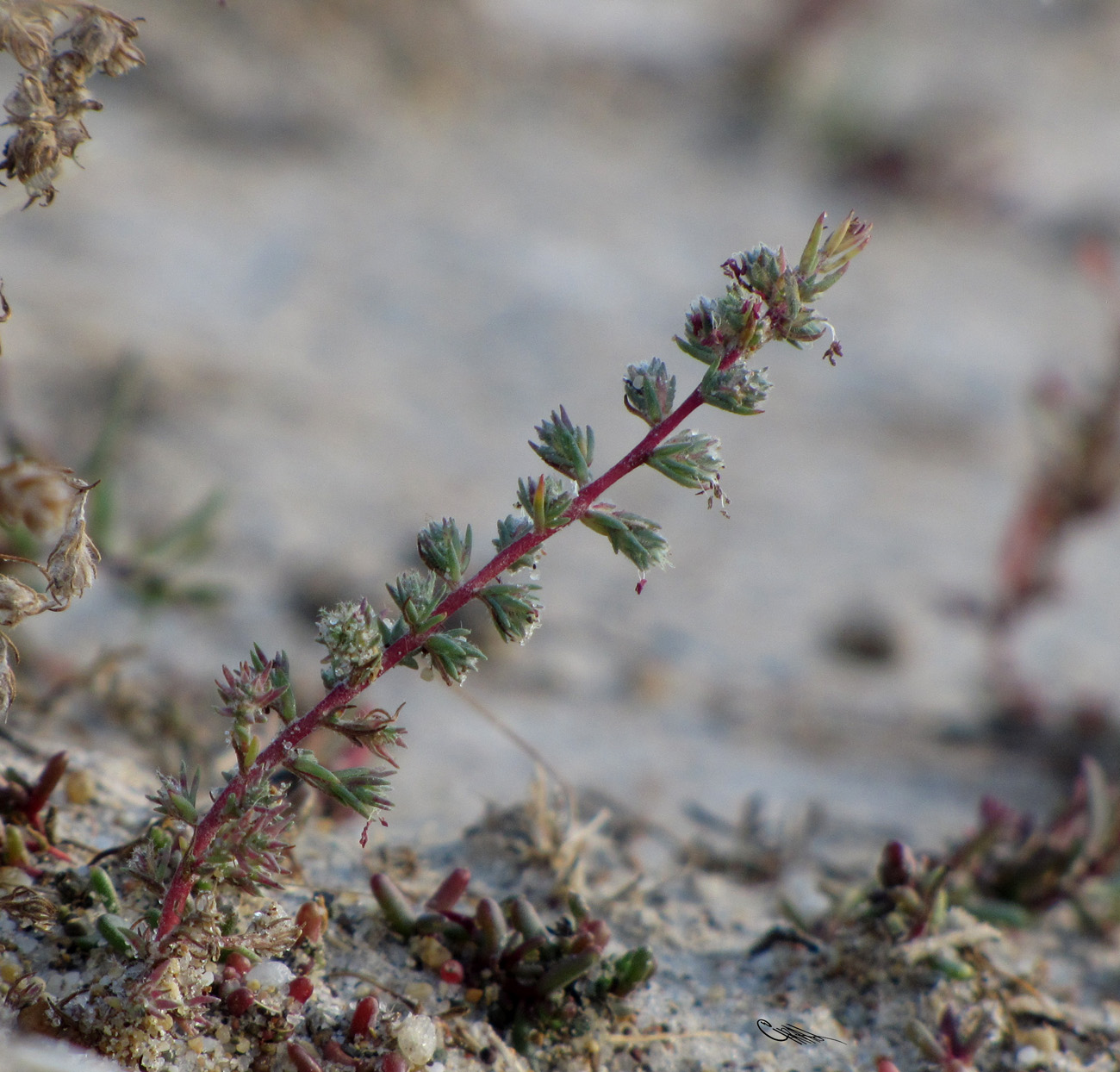 Изображение особи Camphorosma songorica.