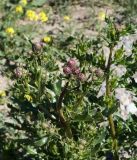 Cirsium arvense