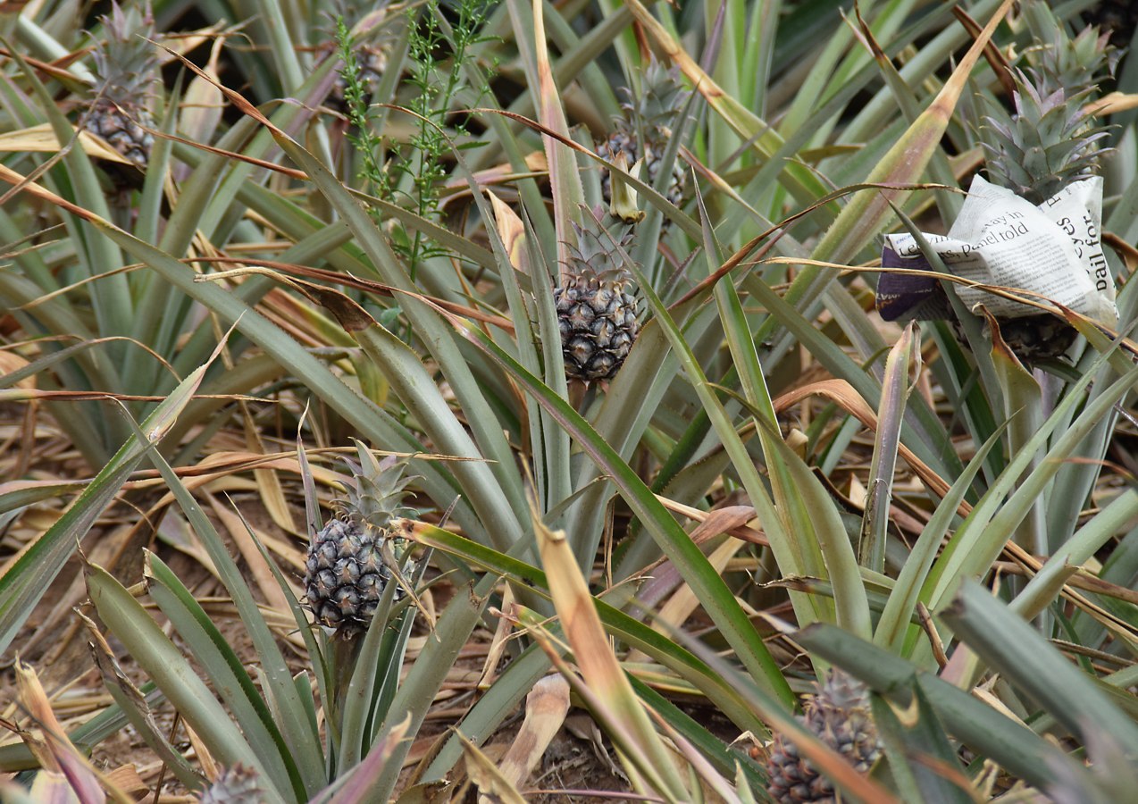 Image of Ananas comosus specimen.