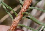 Calothamnus gilesii