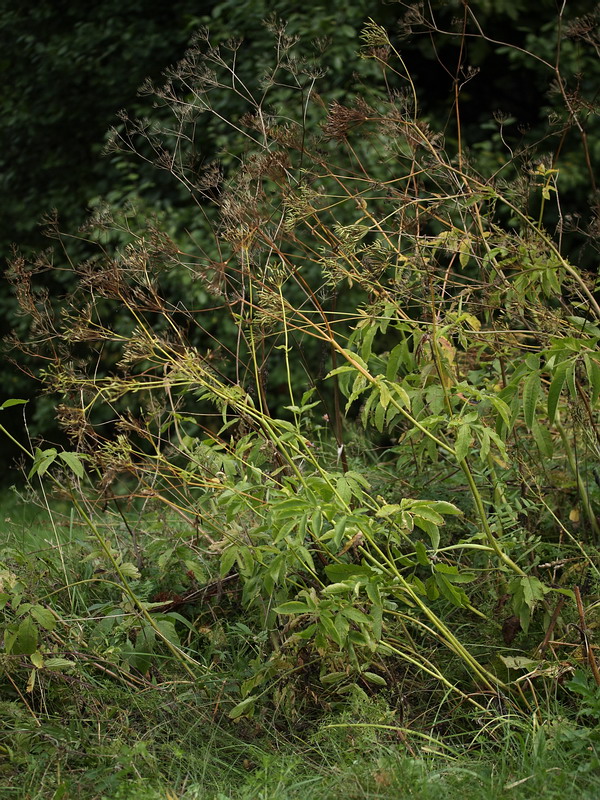 Image of Chaerophyllum aromaticum specimen.