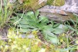 Rosularia subspicata