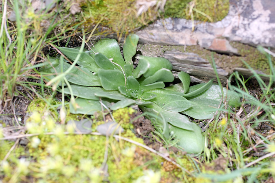 Изображение особи Rosularia subspicata.