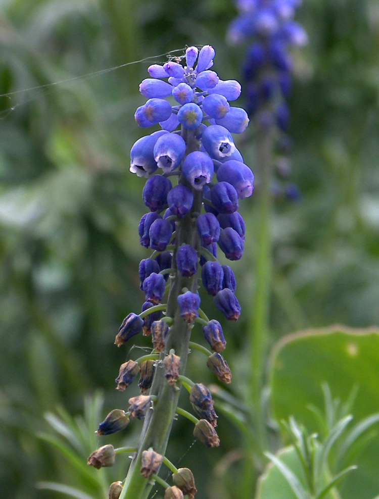 Изображение особи Muscari armeniacum.