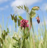 Lathyrus pisiformis