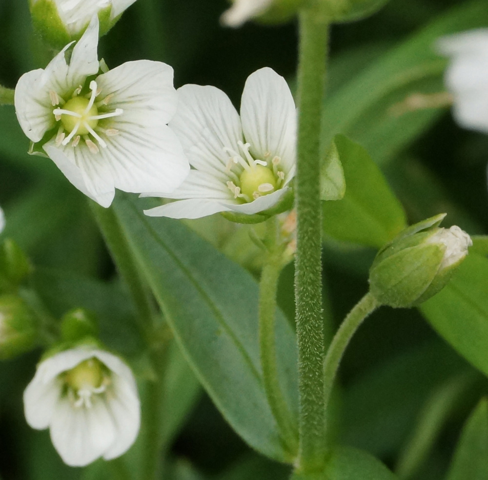 Изображение особи Cerastium bungeanum.