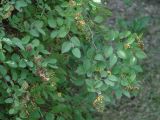 genus Spiraea. Ветви с соплодиями. Иркутская обл., г. Иркутск, территория мед. центра Микрохирургия глаза. 18.08.2015.