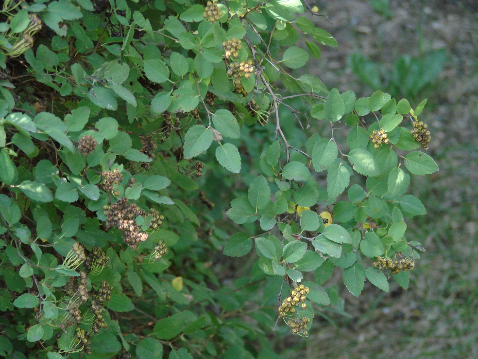 Image of genus Spiraea specimen.