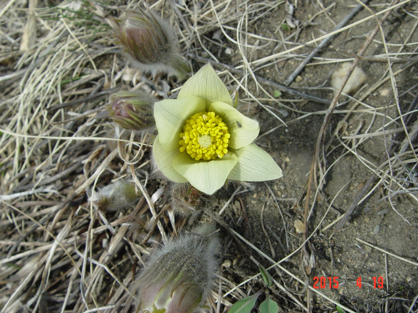 Image of Pulsatilla orientali-sibirica specimen.