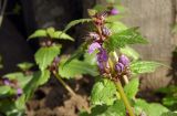 Lamium maculatum. Верхушка цветущего растения. Республика Адыгея, г. Майкоп, восточная окраина города, дубово-вязовая роща. 07.03.2016.