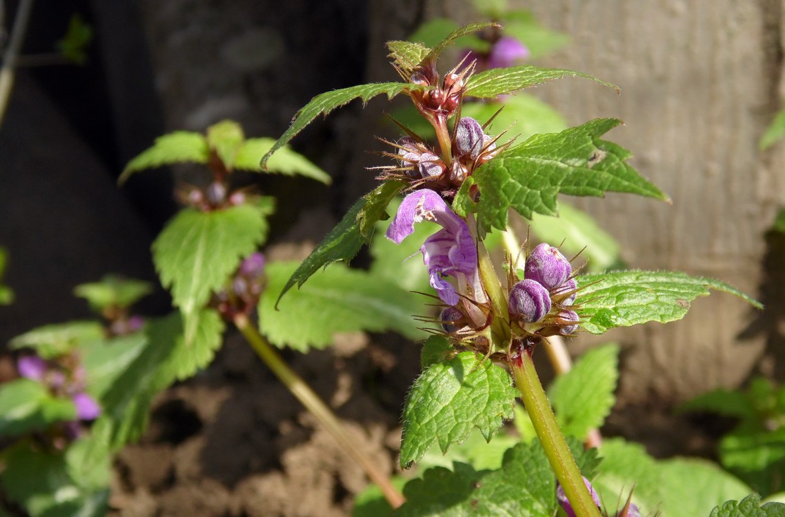 Изображение особи Lamium maculatum.