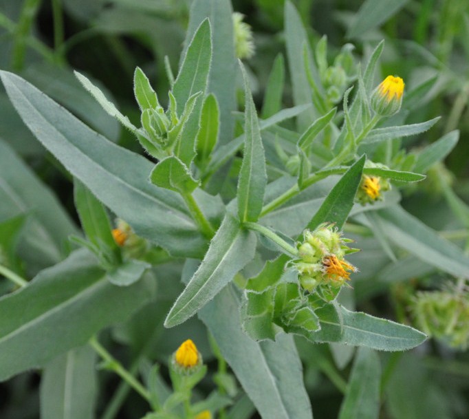 Image of Calendula arvensis specimen.