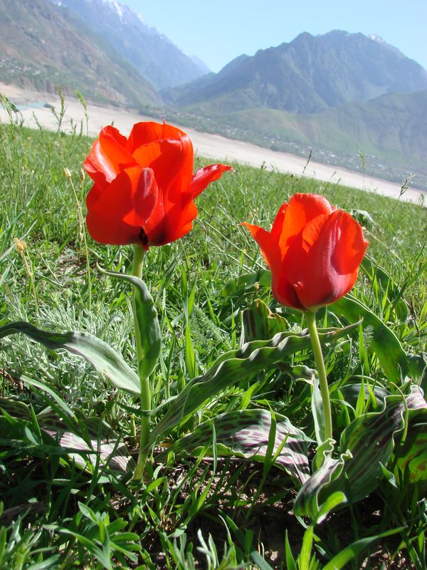 Image of Tulipa greigii specimen.