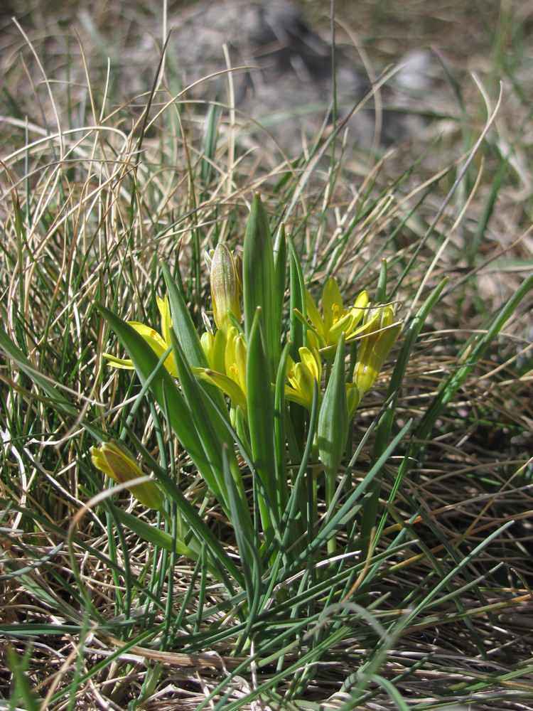 Изображение особи Gagea aipetriensis.