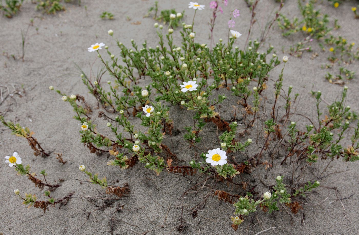 Image of Anthemis maritima specimen.