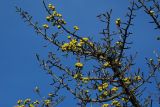 Pyrus elaeagrifolia. Верхушка плодоносящего растения. Южный склон Главной гряды Крымских гор, западное подножие горы Южная Демерджи. 05.11.2005.