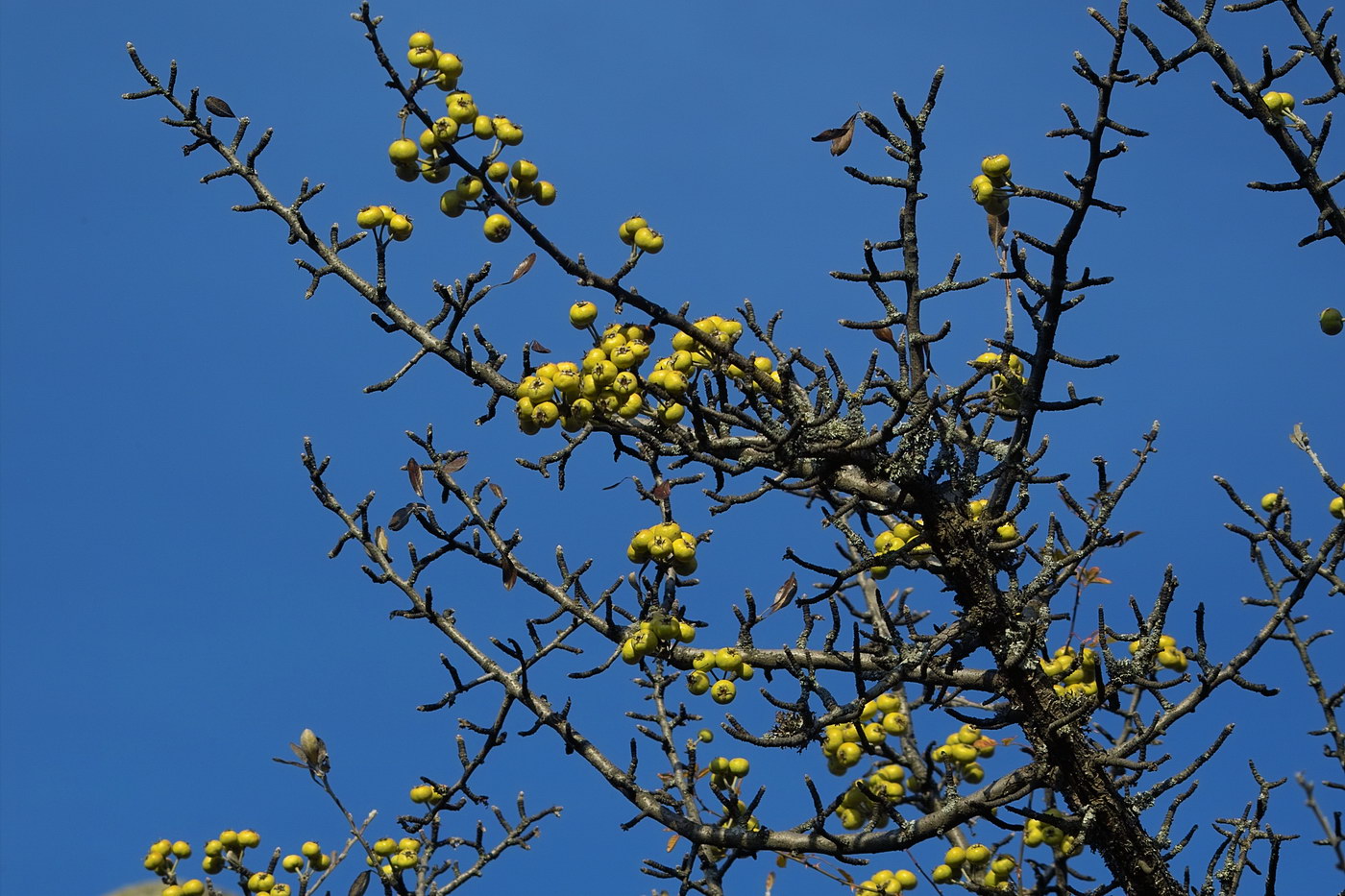 Изображение особи Pyrus elaeagrifolia.